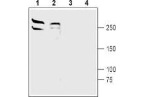 Western blot analysis of rat (lanes 1 and 3) and mouse (lanes 2 and 4) brain membranes: - 1,2. (LRRK2 Antikörper  (N-Term))