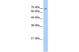 WB Suggested Anti-CDH22 Antibody Titration:  5. (CDH22 Antikörper  (N-Term))