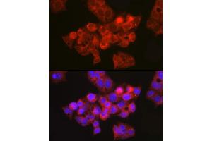 Immunofluorescence analysis of HepG2 cells using CFTR Rabbit pAb (ABIN6129855, ABIN6138469, ABIN6138470 and ABIN6224429) at dilution of 1:150 (40x lens). (CFTR Antikörper  (AA 1161-1480))