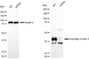 Western blotting analysis using ring finger protein 2 antibody (ABIN7800244). (Rekombinanter RNF2 Antikörper)