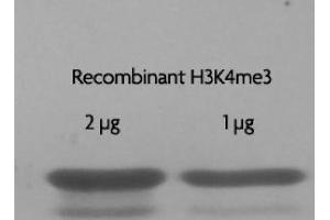 Recombinant Histone H3 trimethyl Lys4 analyzed by SDS-PAGE gel. (Histone 3 Protein (H3) (H3K4me3))