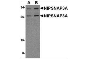 Western blot analysis of NIPSNAP3A in mouse brain tissue lysate with this product at (A) 0. (NIPSNAP3A Antikörper  (Center))