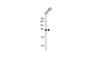 Western blot analysis of lysate from HUVEC cell line, using CSNK2B Antibody (ABIN391101 and ABIN2841237). (CSNK2B Antikörper  (C-Term))