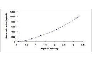 Growth Differentiation Factor 11 (GDF11) ELISA Kit