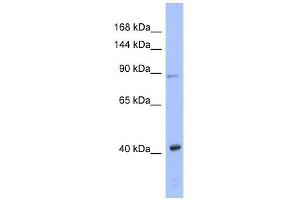 EIF2C3 antibody used at 1 ug/ml to detect target protein.