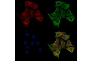 ABIN7094234 and ABIN7098281 staining HepG2 cells by IF/ICC.