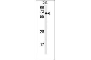 Western blot analysis of anti-CAMK2A Antibody (C-term) in 293 cell line lysates (35ug/lane). (CAMK2A Antikörper  (C-Term))