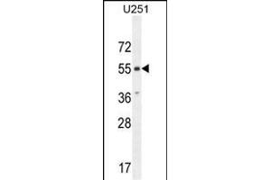 CMKOR1 Antibody (C-term) (ABIN654443 and ABIN2844177) western blot analysis in  cell line lysates (35 μg/lane). (CXCR7 Antikörper  (C-Term))