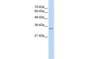 Western Blotting (WB) image for anti-THO Complex 4 (THOC4) antibody (ABIN2462660) (THO Complex 4 Antikörper)