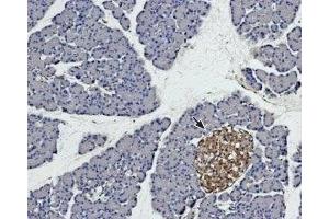 Expression of syntaxin 4 in rat pancreas - Immunohistochemical staining of rat pancreas paraffin embedded sections using Anti-Syntaxin 4 Antibody (ABIN7043796, ABIN7044650 and ABIN7044651), (1:100). (Syntaxin 4 Antikörper  (Intracellular, N-Term))