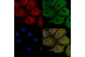 ABIN6259026 and ABIN6275569 staining Hela cells by IF/ICC. (SH3G2 Antikörper  (Internal Region))