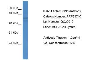 WB Suggested Anti-FSCN3  Antibody Titration: 0.