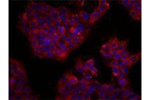 Immunofluorescence (IF) image for anti-CD164 (CD164) antibody (ABIN2664282) (CD164 Antikörper)