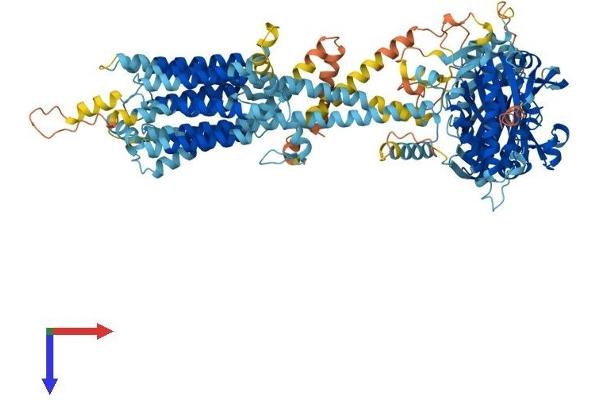 ADCY2 Protein (AA 1-1090) (His tag)
