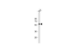 RASGEF1C Antikörper  (N-Term)