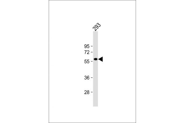 RASGEF1C Antikörper  (N-Term)