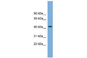 Western Blot showing PALM antibody used at a concentration of 1-2 ug/ml to detect its target protein.