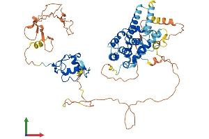 AlphaFold protein structure predicition of Mouse Recombinant Nr2c2 Protein, UniprotID P49117
