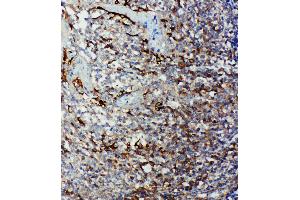 Anti-Caspase 9 antibody, IHC(P) IHC(P): Human Tonsil Tissue