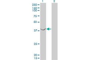 Western Blotting (WB) image for anti-ArsA Arsenite Transporter, ATP-Binding, Homolog 1 (ASNA1) (AA 239-349) antibody (ABIN598547) (ASNA1 Antikörper  (AA 239-349))