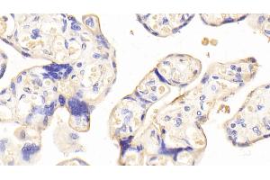 Immunohistochemistry (IHC) image for anti-Caspase 7, Apoptosis-Related Cysteine Peptidase (CASP7) (AA 207-303) antibody (ABIN7431803)