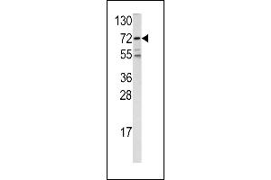 Western blot analysis of FKHR antibody (Center ) (ABIN390584 and ABIN2840907) in 293 cell line lysates (35 μg/lane). (FOXO1 Antikörper  (AA 454-482))