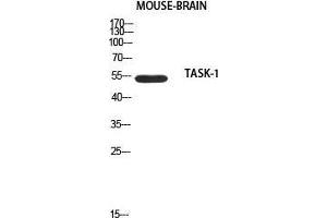Western Blot (WB) analysis of Mouse Brain using TASK-1 antibody. (KCNK3 Antikörper)