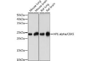 Western blot analysis of extracts of various cell lines, using HP1 alpha/CBX5Rabbit mAb (ABIN1678748, ABIN3018030, ABIN3018031 and ABIN7101571) at 1:1000 dilution.