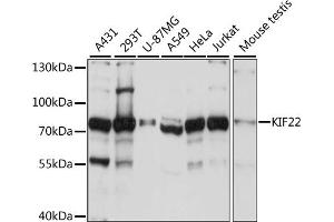 Western blot analysis of extracts of various cell lines, using KIF22 antibody  at 1:1000 dilution. (KIF22 Antikörper  (AA 456-665))