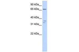 Image no. 1 for anti-IQ Motif Containing E (IQCE) (AA 288-337) antibody (ABIN6741340) (IQCE Antikörper  (AA 288-337))
