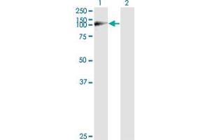 Western Blot analysis of WWP1 expression in transfected 293T cell line by WWP1 monoclonal antibody (M01), clone 1A7.