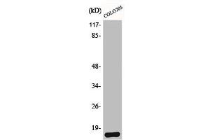 Western Blot analysis of HeLa cells using Brp44L Polyclonal Antibody (BRP44L Antikörper  (N-Term))