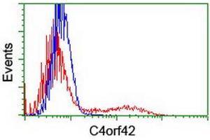 HEK293T cells transfected with either RC213725 overexpress plasmid (Red) or empty vector control plasmid (Blue) were immunostained by anti-C4orf42 antibody (ABIN2454986), and then analyzed by flow cytometry. (CTBP1-AS1 Antikörper  (AA 1-186))