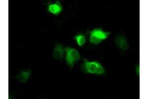 Image no. 2 for anti-Atrial Natriuretic Peptide Receptor 3 (NPR3) antibody (ABIN1499806) (NPR3 Antikörper)