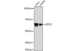Western blot analysis of extracts of various cell lines, using USP22 Rabbit mAb (ABIN7271150) at 1:1000 dilution. (USP22 Antikörper)