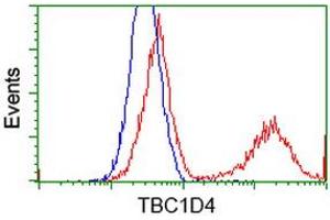 HEK293T cells transfected with either RC212105 overexpress plasmid (Red) or empty vector control plasmid (Blue) were immunostained by anti-TBC1D4 antibody (ABIN2454446), and then analyzed by flow cytometry. (TBC1D4 Antikörper)