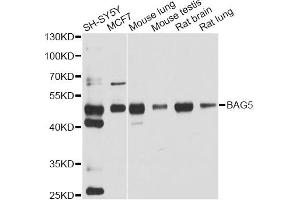 Western blot analysis of extracts of various cell lines, using BAG5 antibody (ABIN2561321) at 1:1000 dilution. (BAG5 Antikörper)