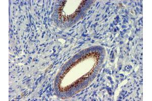 Image no. 3 for anti-Golgi Membrane Protein 1 (GOLM1) antibody (ABIN1498494) (GOLM1 Antikörper)