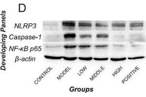 Western Blotting (WB) image for anti-Actin, beta (ACTB) (AA 1-50) antibody (ABIN724340)