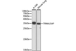 Western blot analysis of extracts of various cell lines, using TRNAP antibody (ABIN7271006) at 1:1000 dilution.