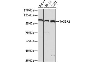 Western blot analysis of extracts of various cell lines, using TR2 Rabbit pAb (ABIN7270734) at 1:1000 dilution. (TAS1R2 Antikörper  (AA 450-550))