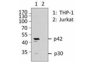 Western Blotting (WB) image for anti-CCAAT/enhancer Binding Protein (C/EBP), alpha (CEBPA) antibody (ABIN2664083) (CEBPA Antikörper)