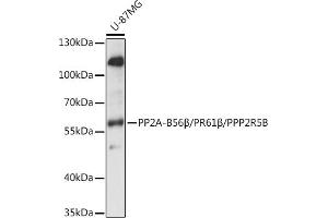 Western blot analysis of extracts of U-87MG cells, using PP2A-B56β/PR61β/PP2A-B56β/PR61β/PPP2R5B antibody (ABIN7269689) at 1:1000 dilution. (PPP2R5B Antikörper  (AA 1-130))