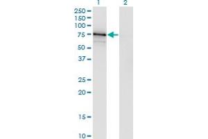 Western Blotting (WB) image for anti-Alveolar Soft Part Sarcoma Chromosome Region, Candidate 1 (ASPSCR1) (AA 1-553) antibody (ABIN566336)