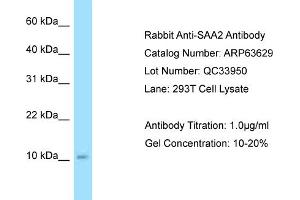 Western Blotting (WB) image for anti-Serum Amyloid A2 (SAA2) (C-Term) antibody (ABIN2789572) (SAA2 Antikörper  (C-Term))