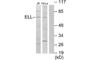 Western blot analysis of extracts from Jurkat cells and HeLa cells, using ELL antibody. (ELL Antikörper  (Internal Region))