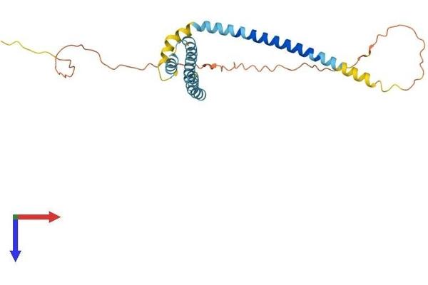 Receptor Accessory Protein 4 Protein (REEP4) (AA 1-257) (His tag)
