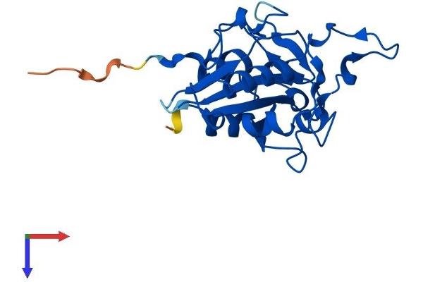 WDYHV1 Protein (AA 1-205) (His tag)