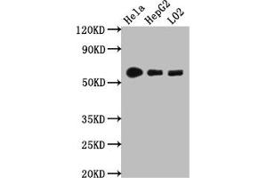 Western Blot Positive WB detected in: Hela whole cell lysate, HepG2 whole cell lysate, L02 whole cell lysate All lanes: CYP1A2 antibody at 1:1000 Secondary Goat polyclonal to rabbit IgG at 1/50000 dilution Predicted band size: 59 kDa Observed band size: 59 kDa (Rekombinanter CYP1A2 Antikörper)