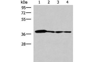 Western blot analysis of 293T PC3 A549 and HepG2 cell lysates using ELAC1 Polyclonal Antibody at dilution of 1:800 (ELAC1 Antikörper)